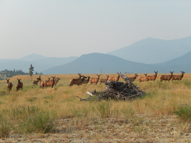 A herd of elk graze on the former Sullivan Mine site.