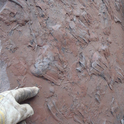 The crocodilian track slab Kevin Sharman identified while working at Teck Resources' Quintette Mine.