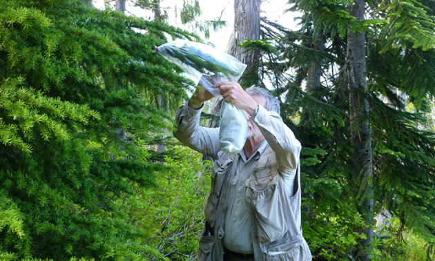 Heberlein is attaching a plastic bag to a tree branch tip. 