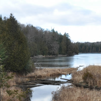The La Loutre property, showing a lake shore with trees. 