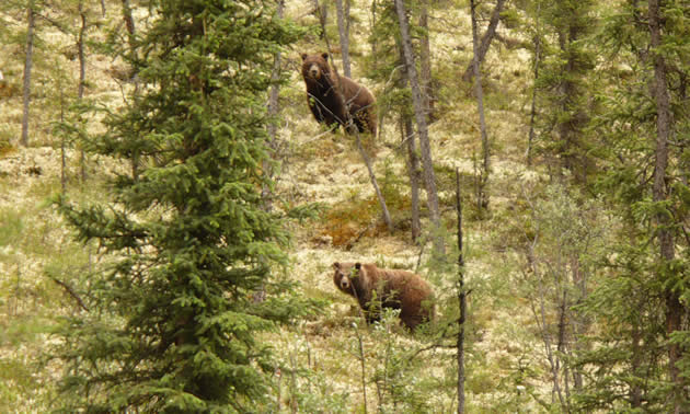 Near the Prairie Creek Mine site, which is surrounded by the Nahanni National Park Reserve, is grizzly bear habitat.