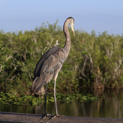 Picture of blue heron. 