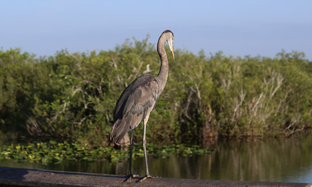 Picture of blue heron. 
