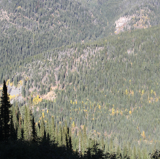 American Creek might have found the Wild Horse River motherlode on its Gold Hill property. Here's a photo of the forested mountainous terrain in the area.