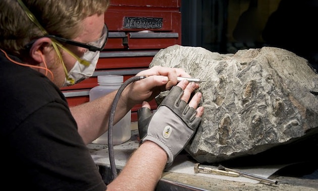 The oldest dinosaur found to date in Alberta is this 110-million-year old armoured dinosaur discovered in 2011 during routine mining operations at Suncor in Fort McMurray.