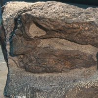 The oldest dinosaur found to date in Alberta is this 110-million-year old armoured dinosaur discovered in 2011 during routine mining operations at Suncor in Fort McMurray. 
