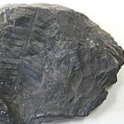 fern fossil