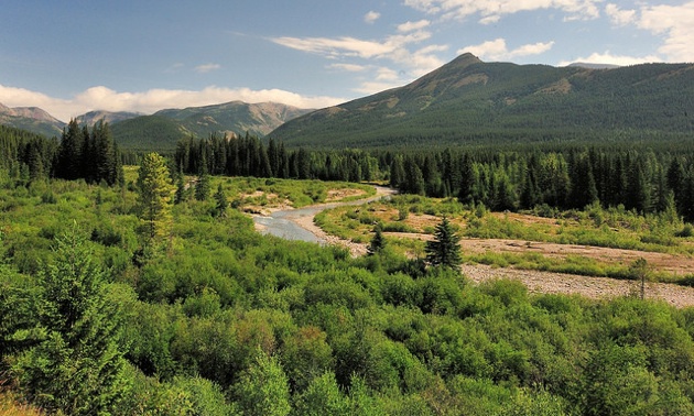 A photo of the area purchased by Teck Resources Ltd. 992 hectares of land at Flathead Townsite 28 km southeast of Sparwood for conservation as part of the company's sustainability initiative.