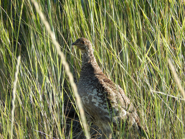 A grouse hides in the grass on the former Sullivan Mine site.