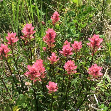 A native forb called paintbrush is often found in disturbed areas and is thus a reasonable candidate for early reclamation. 