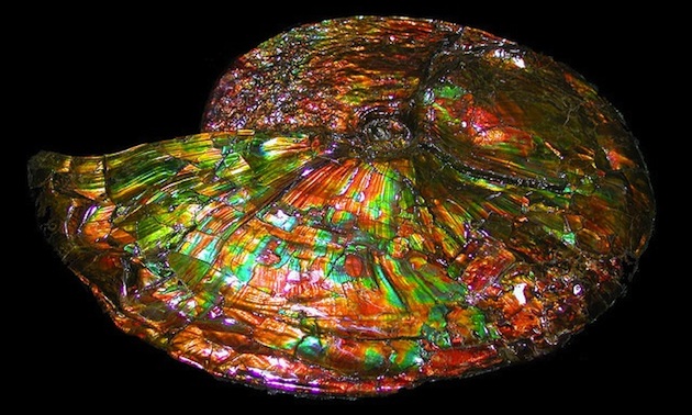 A brilliantly-coloured, large fossilized ammonite was discovered in the Korite International mine near Lethbridge and was donated to the Royal Tyrrell Museum in 2003.