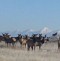 A herd of elk graze on the former Sullivan Mine site. 