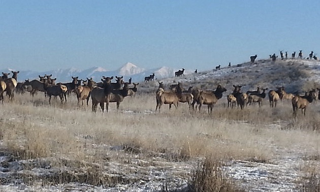 A herd of elk graze on the former Sullivan Mine site. 