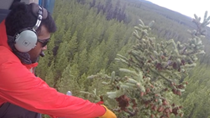 Scientist collecting samples of spruce trees from a helicopter. 