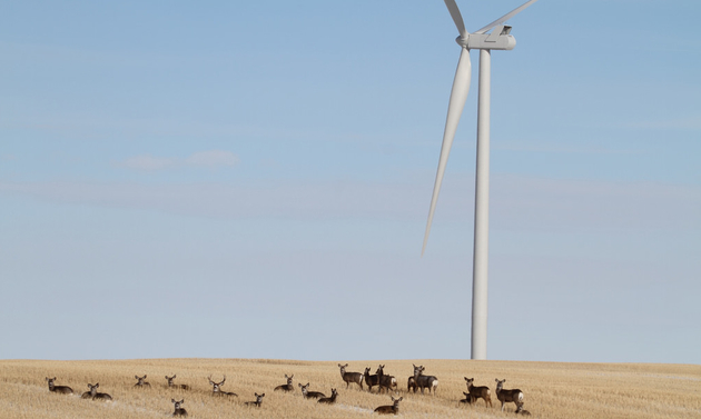 A wind turbine in a field with a herd of deer lounging in the grass around it.